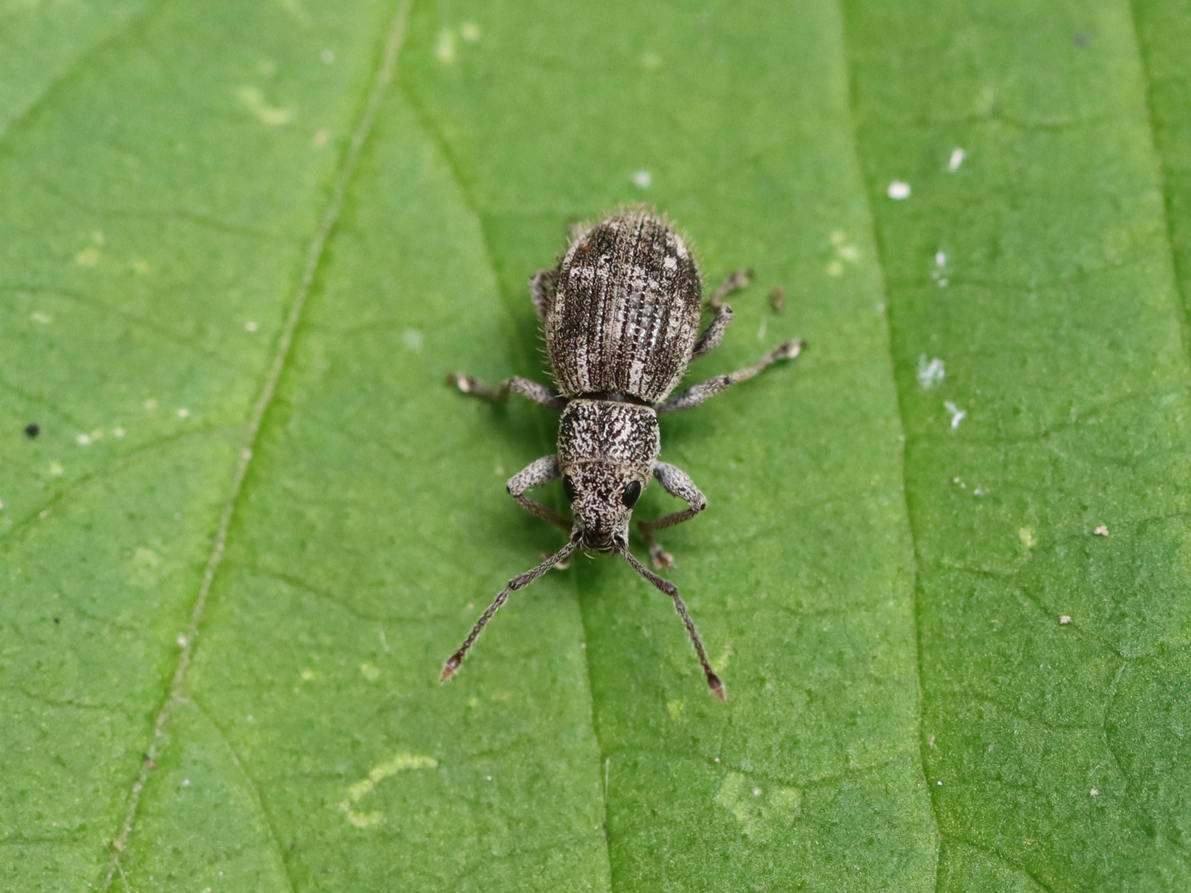 メナガクチブトゾウムシ